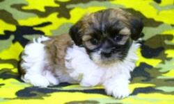 3/4 Shih Tzu x 1/4 Bichon puppies, healthy with sweetheart personalities. 1 Male and 1 Female. Ready to go. They come with shots to date, vet check and deworming. To good pet homes only. Call 1-204-347-5894.