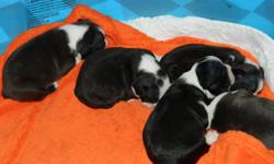 $850 per puppy, paid up front before I leave, or $1000 on payments.
These beauties were born September 26, 2011.  There are four females, and one male.They will weight approximately 17 lbs when full grown with short and stocky bodies and gorgeous heads.