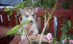 BEAUTIFUL SIBERIAN HUSKY PUPPIES FOR SALE. ONLY 1 LEFT OUT OF 8. A BEAUTIFUL FEMALE. Born on August 15, 2011. Paper trained and kennel trained. The puppy is very smart and is starting to be house trained. The parents are of excellent temperment and are
