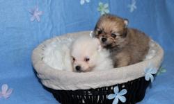 2 beautiful Pomeranian puppies available! Will be ready for their new homes on Jan 26, 2012.
 
PUPPIES AVAILABLE:
The first male is white with a faint color of cream (will look like his mother but with more white) He has a very layed back personality!