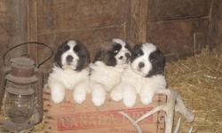 Adorable pups ready to go! Sire is registered - AM/CAN champion bloodlines. Dam is not registered. Parents are very friendly, loyal, and ready to please. Pups come with first shots. They are not papered. Deposit will secure your choice.
Pics 1 and 3 is