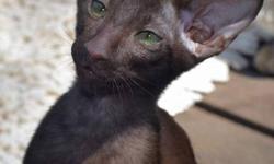 Solid Chocolate Oriental Shorthair Male and Female kittens with amazing emerald green eyes from imported Australian and European pedigrees available.
First photo shows what they will look like when they are older.   Price includes registration papers,