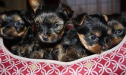 Beautiful Tiny Yorkie Puppies
2 Males and 1 Female left with tails docked, well socialized, family raised, paper trained, first set of shots and deworming (from a registered veternarian)  
Yorkie puppies are hypoallergenic and non-shedding
Mom (seen in