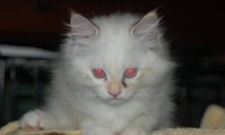 Mother is a Sealpoint Lynx Ragdoll, father is a Cremepoint Ragdoll. Kitten raised in a loving home environment. Has been vet-checked, dewormed, and has first shots. Ready to go to her forever home. Asking $300 with a $100 deposit.