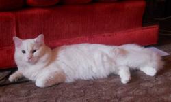 We are regretfully giving up our white cat. Reasons are that we live in a small apartment, and he needs more room to play. He is 8 months old. Very affectionate, loves to cuddle! His name is Mufasah, and knows his name well.
Comes with litter box, litter,