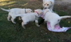 Born August 10 these 3 rare almost white lab pups are ready to go to their forever homes. They are active, playful outside pups who come from 2 registered parents. There are 2 males and 1 female. For more info or more pics contact us.