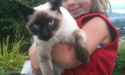 We have a beautiful Siamese Cat (no papers), Just turned 1 year old.  If interested please call 250-707-1223 or 250-870-0799