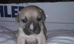 7 puppies to choose from. Ready to leave their momma on Jan 21 2012
Please call Ashley for more Details @ (403)397-0748