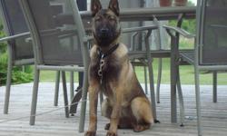 Female Belgian Malinois for sale
Needs space to run and play