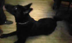 Her name is Tiki. She is an eleven month old Belguim Shepard. Very lovable and great for a young couple. She needs plenty of exersize and attention in order to keep her mellow. She is completely black except for a white patch on her chest. She needs