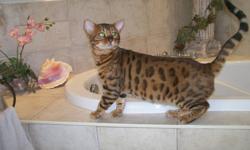 Registered kitten - female, wild looking, but very  friendly. Big body, Father - 1,5 years old, close to 22 pounds and still growing. First shoots, dewormed, checked, written health guarantee. Please visit http://www.romansaly.com