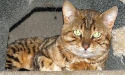 Beautiful female Bengal cat, feline aids and leukemia negitive, all shots UTD,unaltered, unregistered, she is a bit timid at first but does warm up, email for more  info