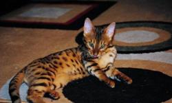 Female and male bengal cats looking for good home. All shots and both cats fixed. Mother 5yrs old and son 1 year old, great markings and temperment! Must rehome together!