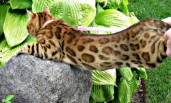 Hello,
We have a beautiful litter of Bengal kittens. Five adorable males and one beautiful female. Our kittens are recognized for breeding or showing. They have amazing rosettes - their markings are very unique. They are playful, healthy and happy