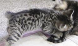 Bengal - X  kittens
father is silver marble bengal, mother is  grey stripped Polydactyl ( 7 toes ). Litter of 5 , two are  dark spotted  and three are marble. D.O.B.  Aug 19th.  2011
Price is $200.00 each
except for One male spotted Polydactyl ( 6 toes on