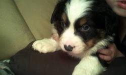 Bernese Mountain Dog/ Aussie Shepard pups (Bernaussies) We have two very beautiful pups left for adoption. The Bernaussie is the perfect dog for you if you love Bernese Mountian Dogs but are concerned about there short life span and are concerned that
