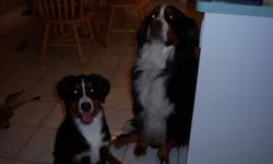 Have available for sale 1 Bernese Mountain Dog female puppy.
 
Loving and affectionate; she is looking for the perfect home.
 
Both parents on site and they have had their hips and elbows cleared by Guelph and eyes tested.
 
Puppy has had all shots