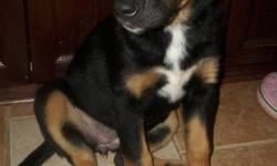 3 month old bernese mountain dog and black lab mix puppy for sale. Father is a bernese mountain dog and mother is a black lab.  She was vaccinated and dewormed in October. Both parents are on site and extremely friendly.