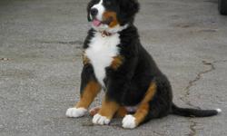 CKC Registered Bernese Mountain Dog Puppies!
 
ONLY 1 MALE LEFT!
 
We have a litter of six beautiful puppies that we are offering to loving homes. 
 
Our puppies come with:
 
CKC Registration
2 year health guarantee
vet-checked/first vaccinations