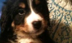 Only 6 beautiful Berners left! All are vet checked, and have their first shots. Males are $700, females $650. (613)865-9845. This ad was posted with the Kijiji Classifieds app.