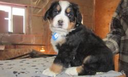 We have 5 beautiful Bernese Mountaindog puppies for sale.
There are 3 males and 1 female.
They are born on Dec. 23 and ready to go on Febr. 25 and come with first shots given, declawed, dewormed and with a health certificate from the vet.
Both parents are