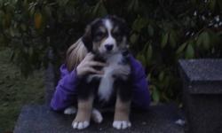 These puppies are super cute. All are very friendly and well socialized. Looking for a new home for Christmas. They are 1/2 Bernese Mt Dog, 1/4 Great White Pryanese and 1/4 Golden Retreiver. Puppies have had their first vet check, first shots and have