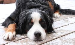 Registered female bernese looking for a boyfriend :)
Would prefer a bernese, but will consider a pyrenees
Thanks!