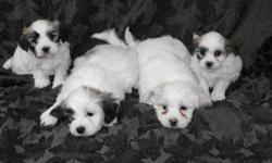 Really cute, non-shedding, small puppies! They make an excellent family pet and are very good with small children. There are three males and only one female shown on the far right of the picture.
They are Bichon Frise X Shih Tzu
They will go home with