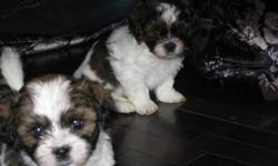 THE PUPPIES ARE READY!! THE PUPPIES ARE READY!! Looking for a new family to love us. We are eight weeks old, weened from Mom and eating solid foods.  We had our first shots and were all dewormed too. Tricolor Bichon Shih Tzu's are a little breed of dog