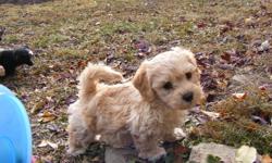 Beautiful Bichon/Shih Tzu/Yorkie puppies available Nov 11, 2011.  3 Males, 1 Female. Incredibly happy, socialize and healthy.  Paper trained,1st shots and health record.  Bred by reputable breeder.  $400 firm.  Contact Barb (403) 827-3222