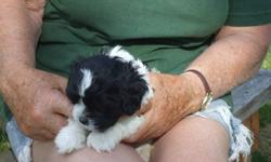 Darling Bichon x Shih Tzu puppies. Black and white or brown and white. Non shedding, hypo allergenic. Males $425. Females $475. Price icludes deworming and first shot. 250 442-5867