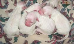 1 bichon male pup left. They are non-allergic and non-shedding. Have pics of newborns and pics of mom and dad and I am the owner of both mom and dad. lots of pics of each litter.
Price is 650 if you wish to have needled cost will be 750. Will require a
