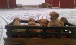 We have a litter of 11 golden retreiver / lab cross pups ready for their forever homes.They were born Dec 1 2011and now are 8 weeks old. There are 6 females and 4 males , first shots dewormed and vet checked. Oh they are so adorable and sweet u will need
