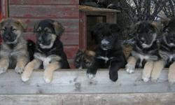 German Shepherd / Maremma PUPPIES
 
These pups will be BIG DOGS, great for farms and acreages.  COYOTE-PROOF YOUR HOME....Please phone to arrange a visit - about 40 mins. south of Saskatoon.  251-1673
 
9+ weeks old, only 3 left to choose from.  
ALREADY