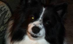 HENRY IS PRESENTLY ON HOLD FOR FRIENDS OF OURS. IF YOU ARE INTERESTED LEAVE ME YOUR E-MAIL AND I CAN E-MAIL YOU IF OUR FRIENDS CHANGE THEIR MINDS.
Selling our male (neutered) four year old black and white Pomeranian/American Eskimo cross dog. Has