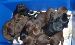 WE HAVE 4 FEMALE / 4 MALE  CHOCHOLATE LABS
            mother is pure father  is 1/4 golden 3/4 black lab
            no papers on mom or dad / p.s dad was selected very carefully
            to insure right markings because mother is a wonderful show dog