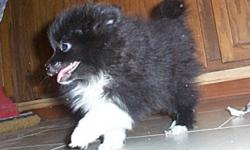 Pomeranian puppies one male and one female both black with white marking.
They have had first shots and a perfect vet check. They are happy bouncy little fellows who weigh between 2 -3 pounds  They should mature about 7-8 pounds. for more info