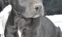 Great Dane Male pups. All are black in color. The only difference is the white blaze on their chests.
Vacinated and dewormed. Associated with other dogs and people.
They love to be outside to run and play. Very active but love the attention one can give