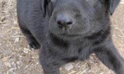 Mother is a very gentle and loving pure-bred black lab.  Puppies have been given their first shot, been dewormed, and were vet-checked.  Each puppy comes with vaccination record.  They are incredibly social, happy puppies.  Very good with children and