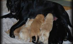 Black Lab/golden retriever cross puppies
mom is a registered black lab/dad is a purebred golden retriever
The parents are young, energetic and very social. They get along with other dogs great and love going to dog parks!
Mom and puppies have been eating