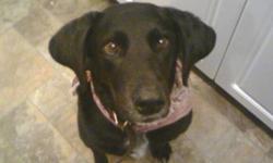 I have a beautiful black lab crossed with hound! She really needs a good home right now! Her name is Lady and she is very affectionate and well mannered, great with children and other pets (both cats and dogs). She has her shots up to date, vet