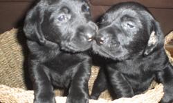 Black Lab puppies 5 boys 1 girl ready to go ready for new homes Oct 14th 2011 $300.00 Mom and Dad on site
Selkirk area 40 mins from Hamilton 905 730 6260 or egriffiths@hotmail.ca
