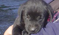 Gorgeous Black Lab pups available. Males and females.
Fat, fluffy and shiny. Very playful and out going.
Purebred parents available for viewing they have wonderful dispositions and are great family pets. Puppies have had first vaccinations and been