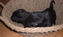 Black Lab puppies for sale 5 males 1 female $200.00 dollars they were born aug 27 2011 ready for new homes mom and dad on site please call Dan at 905 730 5719 or 905 730 6260 selkirk area