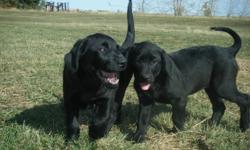 O.B.O.    black  lab puppies we  need  a  home  they  to   go   born   in   july  30   best   offoer    OBO .   OBO .   call william  at  403-725-2014..