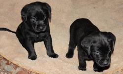 Ready  to go today. Litter of 9.  1 little girl left 1st shots and dewormed  insurance policy through vet till Feb 16, 2012(can be extended). Parents are both well mannered very gentle dogs good with kids and great retrievers. Starting to paper train and