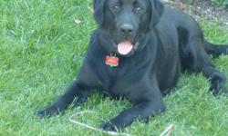 Our puppy needs more room to run & play. 
8 month old male Black Lab Puppy. 
Good with kids. 
Loves to go for walks, play fetch & is a good swimmer.
Needs a good home, preferrably on an acreage or farm.
Neutered & shots up to date.
Please contact via