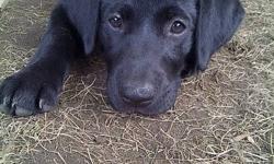 CKC registered Black Lab Pups for Sale - $650 (born June30th ? and presently available!)
 
We are hoping to find 4 more families that are looking for a healthy, intelligent and very well-tempered puppy as a treasured family member or reliable hunting