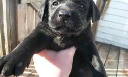 These pups will be available for their new home Nov. 13th!  They are 9 of the sweetest black lab pups imaginable.Their mom is a pure black lab and their dad a pure chocolate lab.  The pups are all black, although some of them kind of have a hint of the