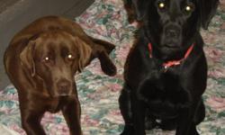 Pure Bred Lab Puppies for sale, the mom is a pure bred Black Lab which we mated with a registered Chocolate Lab, we have all Black Lab's.  Mom and dad have excellent temperment with kids, and are very gentle and quiet.  We have 1 male and 3 females.  If